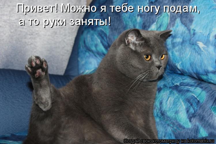 Привет! Можно я тебе ногу подам, а то руки заняты!... Котоматрица: Привет! Можно я тебе ногу подам, а то руки заняты!