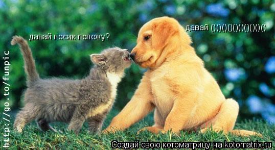 Котоматрица: давай носик полежу?  давай ()()()()()()()()()()
