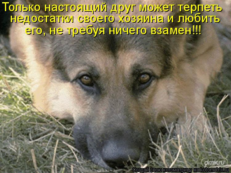 Котоматрица: Только настоящий друг может терпеть  недостатки своего хозяина и любить его, не требуя ничего взамен!!!