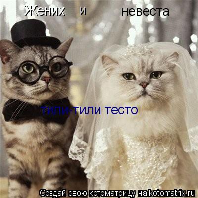 Жених и невеста тили-тили тесто... Котоматрица: Жених и невеста тили-тили тесто