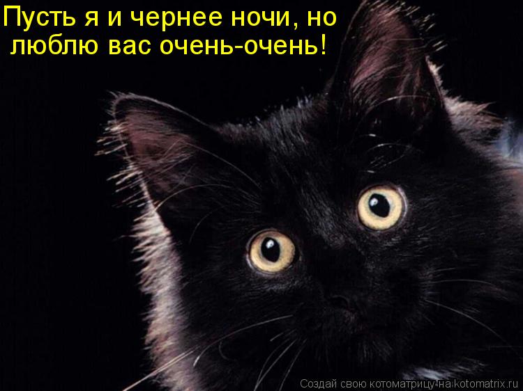 Котоматрица: люблю вас очень-очень! Пусть я и чернее ночи, но