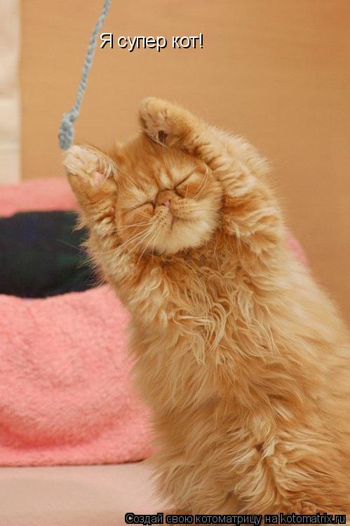Я супер кот!... Котоматрица: Я супер кот!