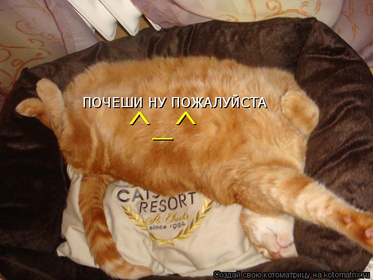 ПОЧЕШИ НУ ПОЖАЛУЙСТА ^_^... Котоматрица: ПОЧЕШИ НУ ПОЖАЛУЙСТА ^_^