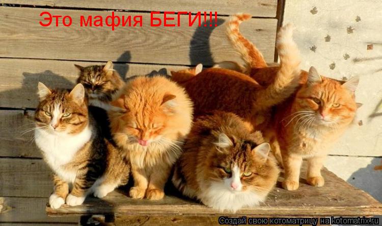 Это мафия БЕГИ!!!... Котоматрица: Это мафия БЕГИ!!!