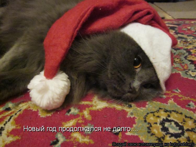 Новый год продолжался не долго....... Котоматрица: Новый год продолжался не долго....