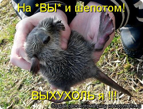 На *ВЫ* и шепотом! ВЫХУХОЛЬ я !!!... Котоматрица: На *ВЫ* и шепотом! ВЫХУХОЛЬ я !!!