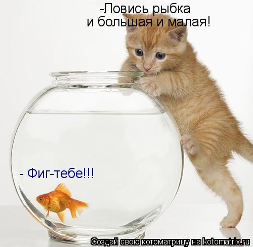 -Ловись рыбка -Ловись рыбка -Ловись рыбка и большая и малая! - Фиг-тебе!!!... Котоматрица: -Ловись рыбка -Ловись рыбка -Ловись рыбка и большая и малая! - Фиг-тебе!!!