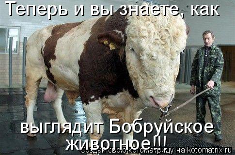 Теперь и вы знаете, как выглядит Бобруйское животное!!!... Котоматрица: Теперь и вы знаете, как выглядит Бобруйское животное!!!