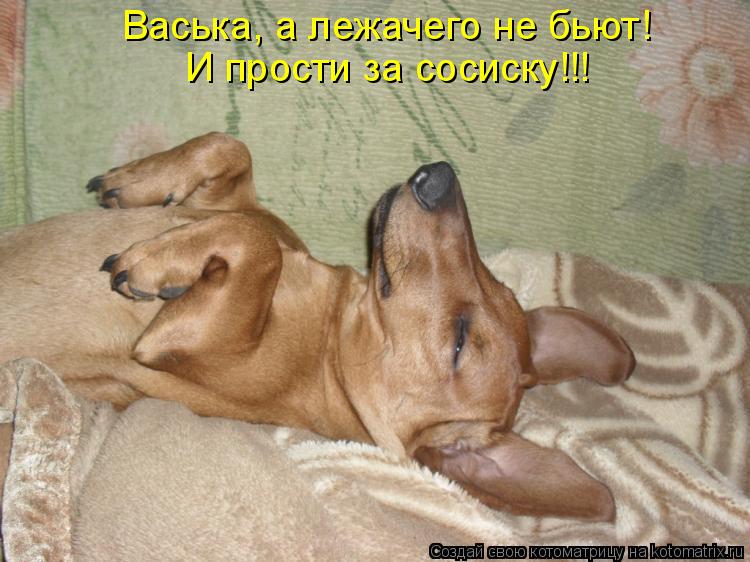 Васька, а лежачего не бьют! И прости за сосиску!!!... Котоматрица: Васька, а лежачего не бьют! И прости за сосиску!!!