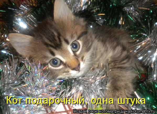 Кот подарочный, одна штука... Котоматрица: Кот подарочный, одна штука