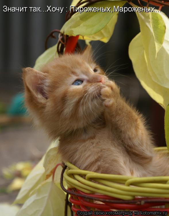 Значит так...Хочу : Пироженых,Мароженых...... Котоматрица: Значит так...Хочу : Пироженых,Мароженых...