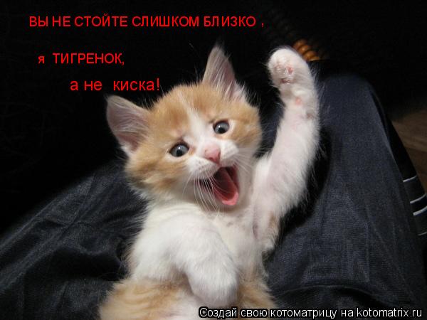 ВЫ НЕ СТОЙТЕ СЛИШКОМ БЛИЗКО , я ТИГРЕНОК, а не киска!... Котоматрица: ВЫ НЕ СТОЙТЕ СЛИШКОМ БЛИЗКО , я ТИГРЕНОК, а не киска!
