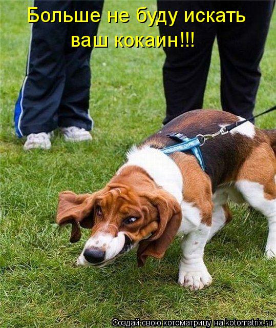 Больше не буду искать ваш кокаин!!!... Котоматрица: Больше не буду искать ваш кокаин!!!