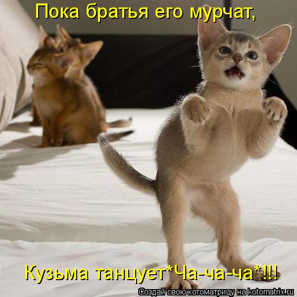 Пока братья его мурчат, Кузьма танцует*Ча-ча-ча*!!!... Котоматрица: Пока братья его мурчат, Кузьма танцует*Ча-ча-ча*!!!