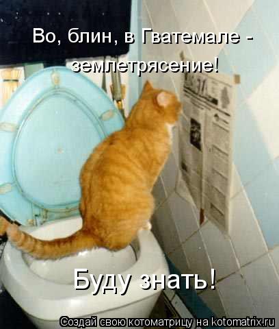 Во, блин, в Гватемале - землетрясение! Буду знать!... Котоматрица: Во, блин, в Гватемале - землетрясение! Буду знать!