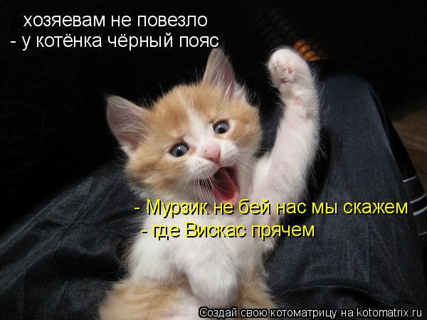 хозяевам не повезло - у котёнка чёрный пояс - Мурзик не бей нас мы скажем - где Вискас прячем... Котоматрица: хозяевам не повезло - у котёнка чёрный пояс - Мурзик не бей нас мы скажем - где Вискас прячем