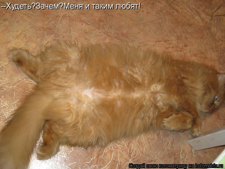 Котоматрица: --Худеть?Зачем?Меня и таким любят!