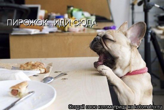 Котоматрица: ПИРОЖОК...ИДИ СЮДА