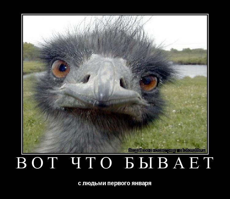вот что бывает с людьми первого января... Котоматрица: вот что бывает с людьми первого января