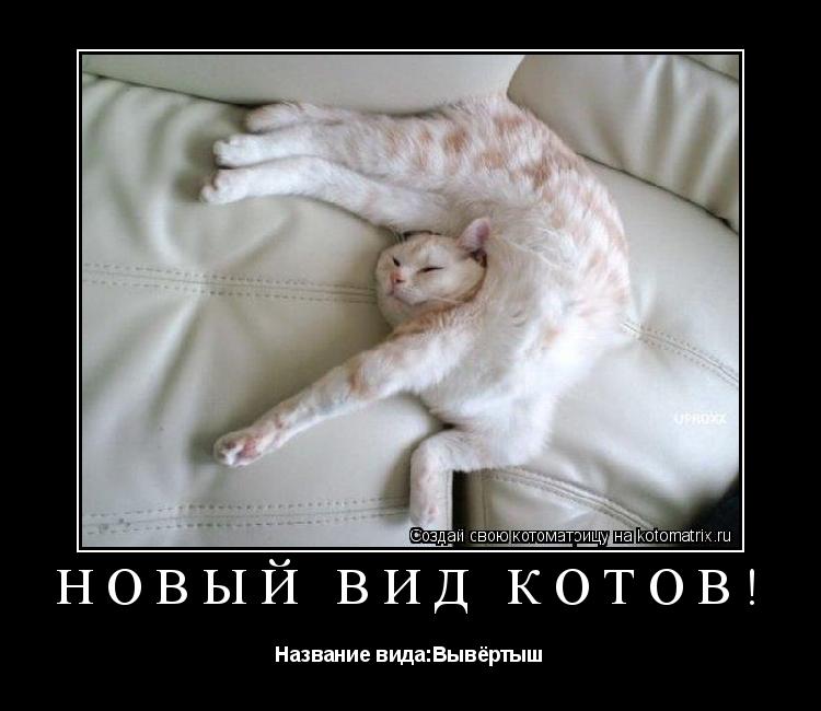 Новый вид котов! Название вида:Вывёртыш... Котоматрица: Новый вид котов! Название вида:Вывёртыш
