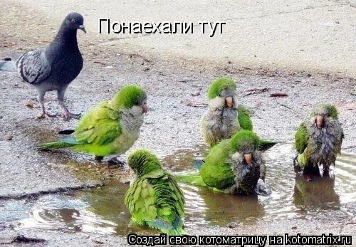 Котоматрица: Понаехали тут