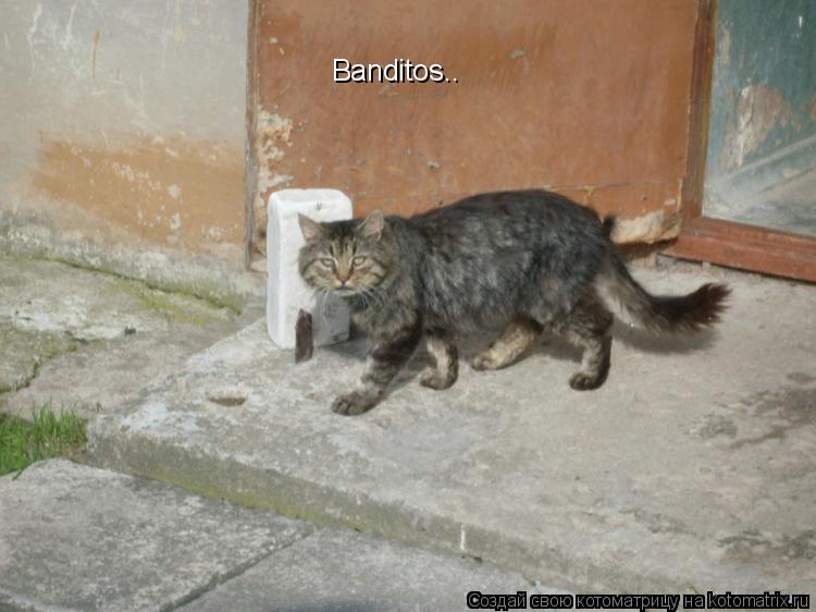 Banditos..... Котоматрица: Banditos..