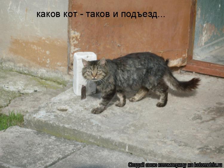 каков кот - таков и подъезд...... Котоматрица: каков кот - таков и подъезд...