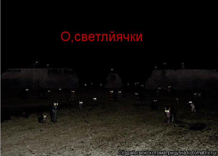 О,светлйячки... Котоматрица: О,светлйячки
