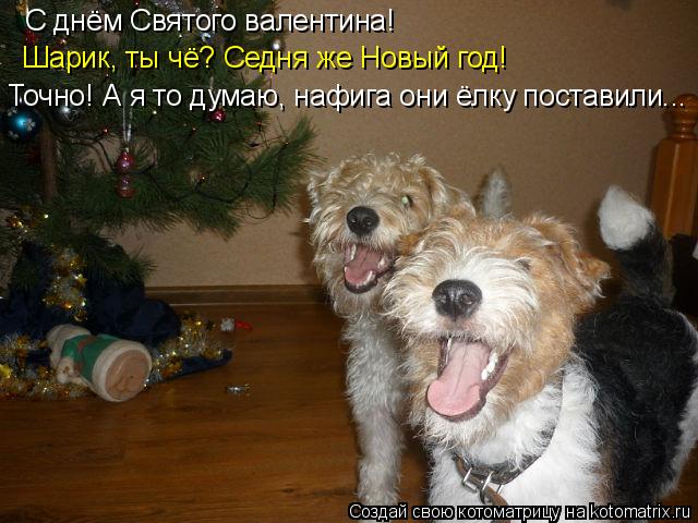 С днём Святого валентина! Шарик, ты чё? Седня же Новый год! Точно! А я то думаю, нафига они ёлку пост... Котоматрица: С днём Святого валентина! Шарик, ты чё? Седня же Новый год! Точно! А я то думаю, нафига они ёлку поставили...
