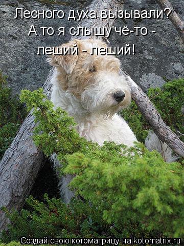 Котоматрица: Лесного духа вызывали? А то я слышу чё-то -  леший - леший!