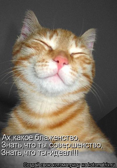 Котоматрица: Ах,какое блаженство, Знать,что ты совершенство, Знать,что ты-идеал!!!
