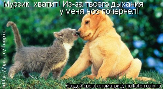 Мурзик, хватит! Из-за твоего дыхания у меня нос почернел!... Котоматрица: Мурзик, хватит! Из-за твоего дыхания у меня нос почернел!