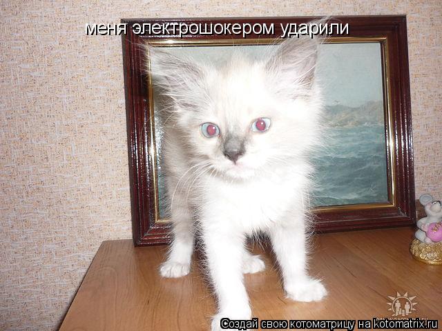 Котоматрица: меня электрошокером ударили