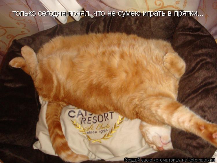 только сегодня понял, что не сумею играть в прятки...... Котоматрица: только сегодня понял, что не сумею играть в прятки...