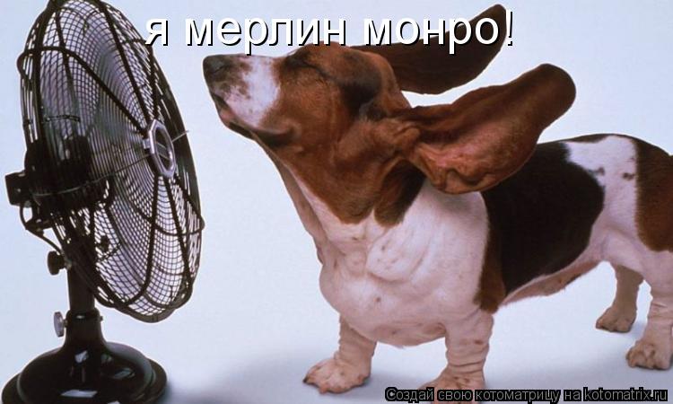 я мерлин монро!... Котоматрица: я мерлин монро!
