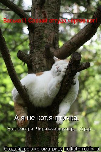 Котоматрица: Васька!!! Слезай оттуда,чёртов кот! А я не кот,я птичка.  Вот, смотри: Чирик-чирик-чир... Х-р-р...