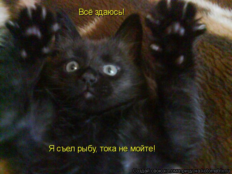 Всё здаюсь! Я съел рыбу, тока не мойте!... Котоматрица: Всё здаюсь! Я съел рыбу, тока не мойте!