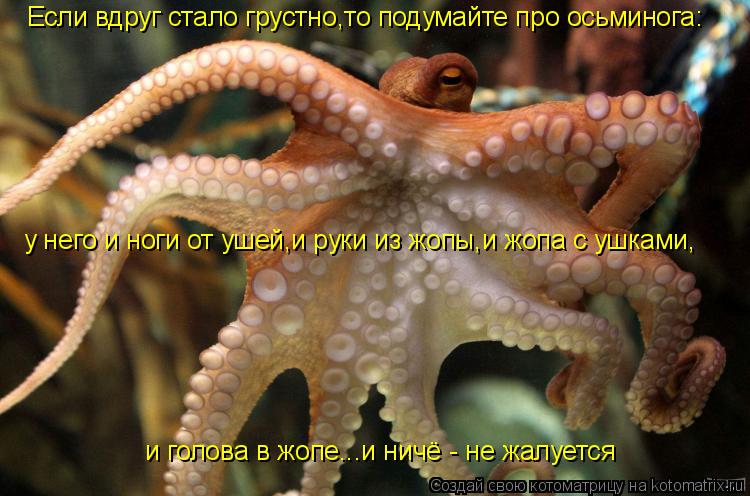 Котоматрица: Если вдруг стало грустно,то подумайте про осьминога: у него и ноги от ушей,и руки из жопы,и жопа с ушками, и голова в жопе...и ничё - не жалуется