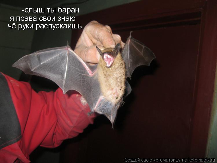 -слыш ты баран я права свои знаю чё руки распускаишь... Котоматрица: -слыш ты баран я права свои знаю чё руки распускаишь