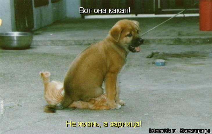 Вот она какая! Не жизнь, а задница!... Котоматрица: Вот она какая! Не жизнь, а задница!