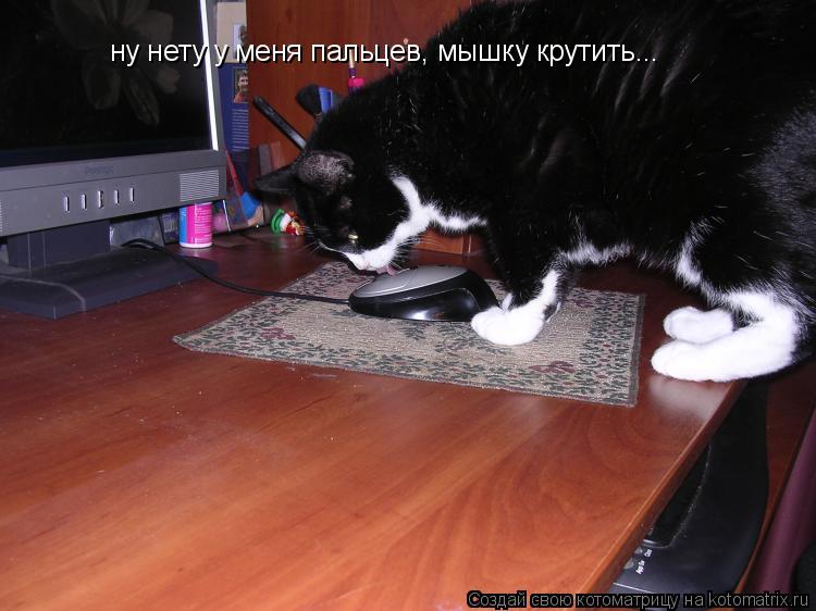 ну нету у меня пальцев, мышку крутить...... Котоматрица: ну нету у меня пальцев, мышку крутить...