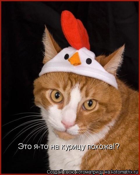 Это я-то на курицу похожа!?... Котоматрица: Это я-то на курицу похожа!?