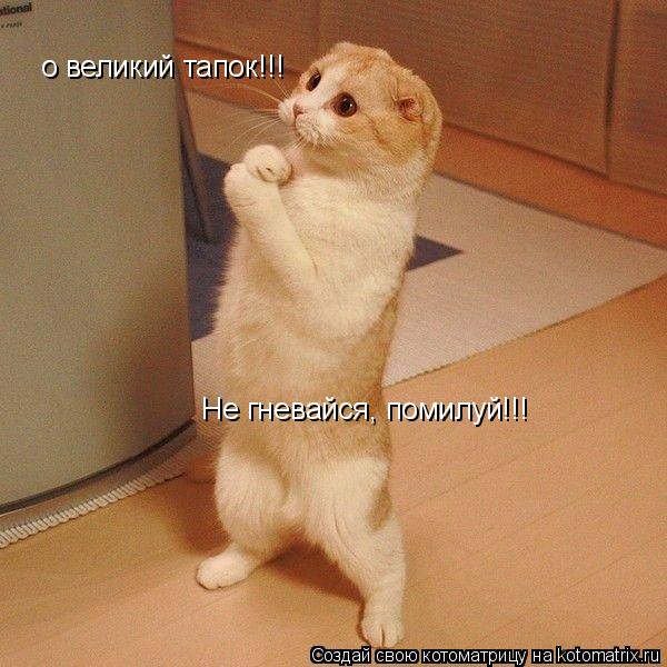 о великий тапок!!! Не гневайся, помилуй!!!... Котоматрица: о великий тапок!!! Не гневайся, помилуй!!!