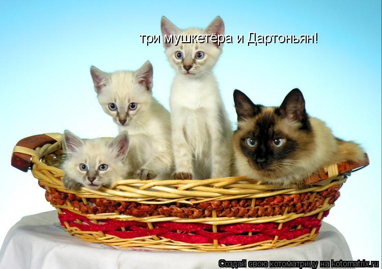 три мушкетёра и Дартоньян!... Котоматрица: три мушкетёра и Дартоньян!