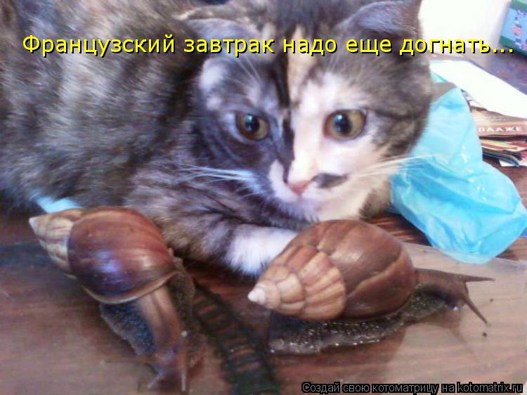 Французский завтрак надо еще догнать...... Котоматрица: Французский завтрак надо еще догнать...