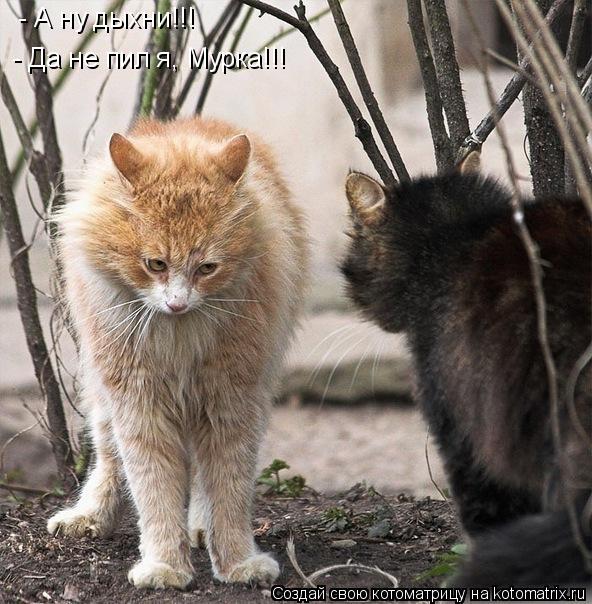 - А ну дыхни!!! - Да не пил я, Мурка!!!... Котоматрица: - А ну дыхни!!! - Да не пил я, Мурка!!!