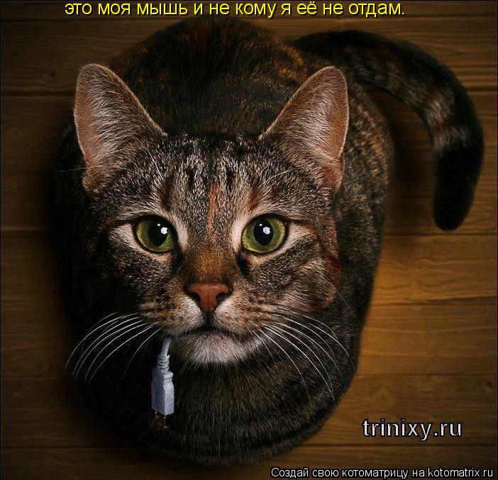 это моя мышь и не кому я её не отдам.... Котоматрица: это моя мышь и не кому я её не отдам.