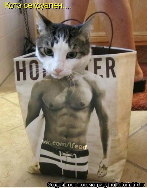 Котэ сексуален....... Котоматрица: Котэ сексуален....