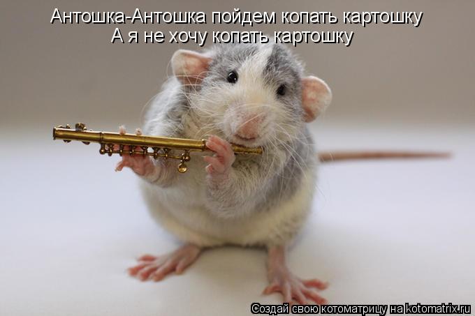 Котоматрица: Антошка-Антошка пойдем копать картошку А я не хочу копать картошку