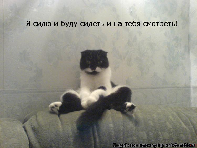 Котоматрица: Я сидю и буду сидеть и на тебя смотреть!